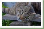 Jackson: Ist unser Stallkater. Sein Aufgabenbereich sind die Mäuse, die er zum Fressen gern hat. Manchmal bringt er sie allerdings auch lebend mit und versteckt sie in zwischengelagerten Hosen, was dann ein besonderes Erlebnis beim Anziehen ist. Seine Freizeit verbringt Jackson am liebsten schlafend auf der Heizung und dabei ist ihm völlig egal wie heiß diese ist. Außerdem frisst er zu gern alles was es gibt, von Brot über Kuchen und Katzenfutter bis zu Pommes, für eine Katze ein ziemlich durchgeknallter Geschmack. Jackson: Ist unser Stallkater. Sein Aufgabenbereich sind die Mäuse, die er zum Fressen gern hat. Manchmal bringt er sie allerdings auch lebend mit und versteckt sie in zwischengelagerten Hosen, was dann ein besonderes Erlebnis beim Anziehen ist. Seine Freizeit verbringt Jackson am liebsten schlafend auf der Heizung und dabei ist ihm völlig egal wie heiß diese ist. Außerdem frisst er zu gern alles was es gibt, von Brot über Kuchen und Katzenfutter bis zu Pommes, für eine Katze ein ziemlich durchgeknallter Geschmack.